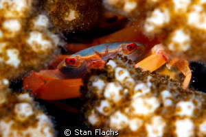 coral crab by Stan Flachs 